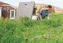 Living Roof Example