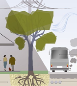 Urban Forest Plan Phase 1 - Street Trees