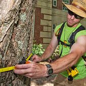 Street Tree Census